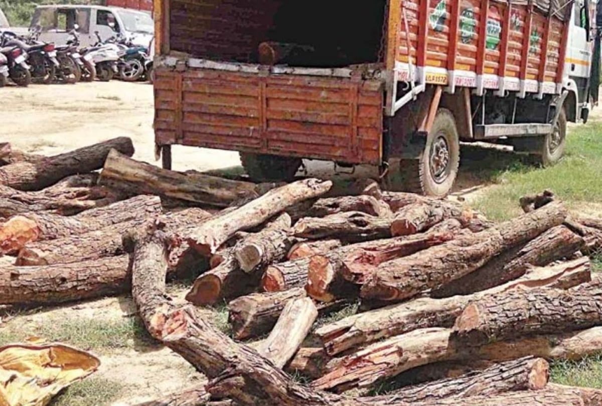 Chhattisgarh: Six held for smuggling Khair wood worth over Rs one crore