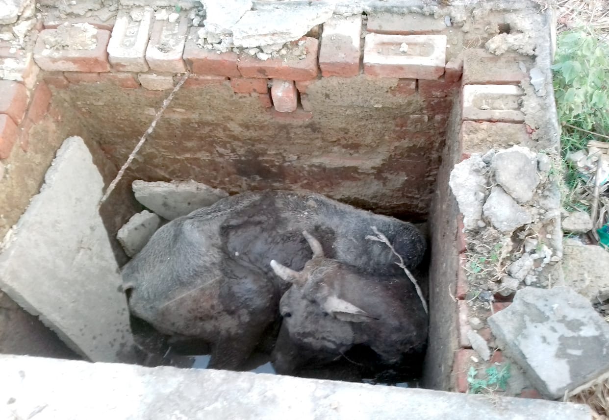 A cow fell in the tank, no one improved