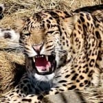female leopard honeypreet in Kufri Zoo at shimla tourist point of attraction