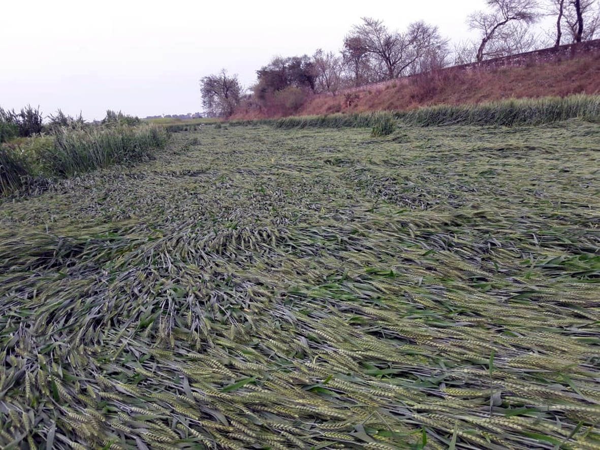 rain ruined harvest