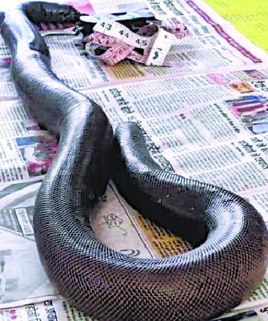 Four smugglers arrested with two-faced snake going to Nepal