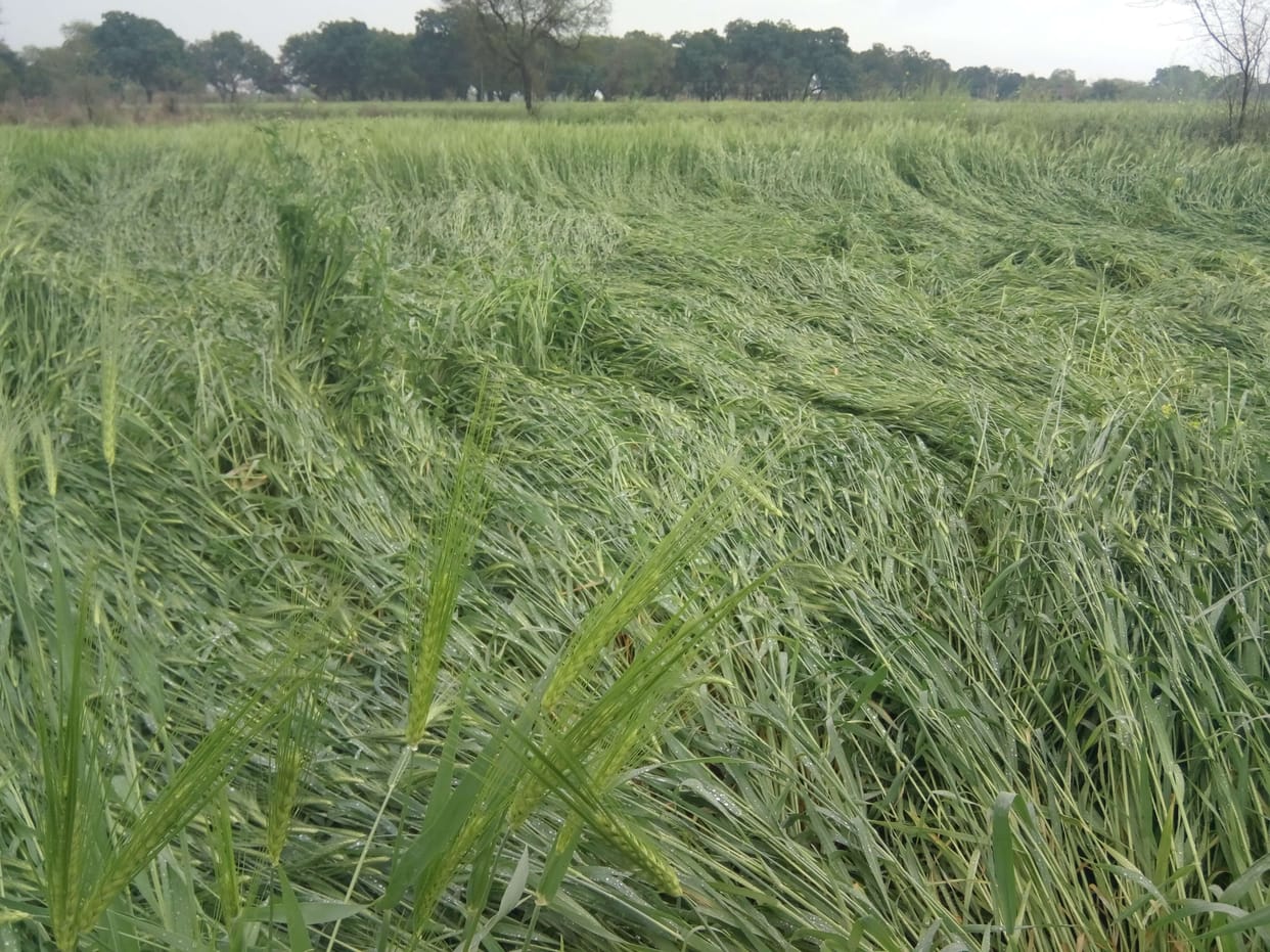 Oilseeds, pulses damage, wheat and sugarcane benefit from unseasonal rains