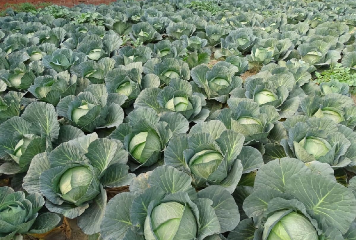 Ludhiana News: Cabbage Prices Fall in Ludhiana