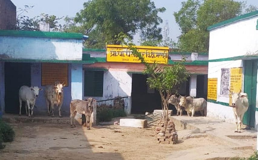 villagers closed cows in school
