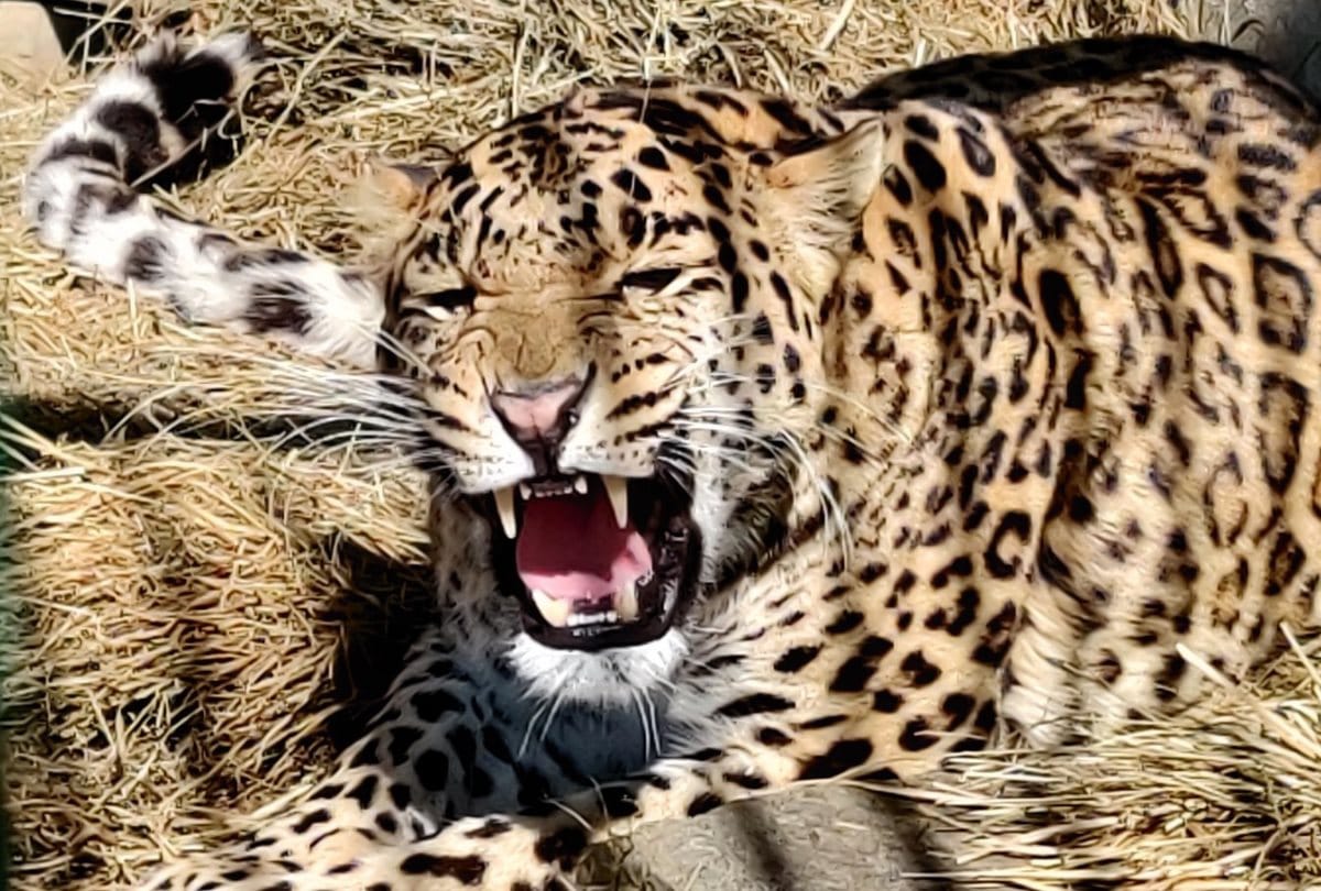 leopard enter in rishikesh DSB school