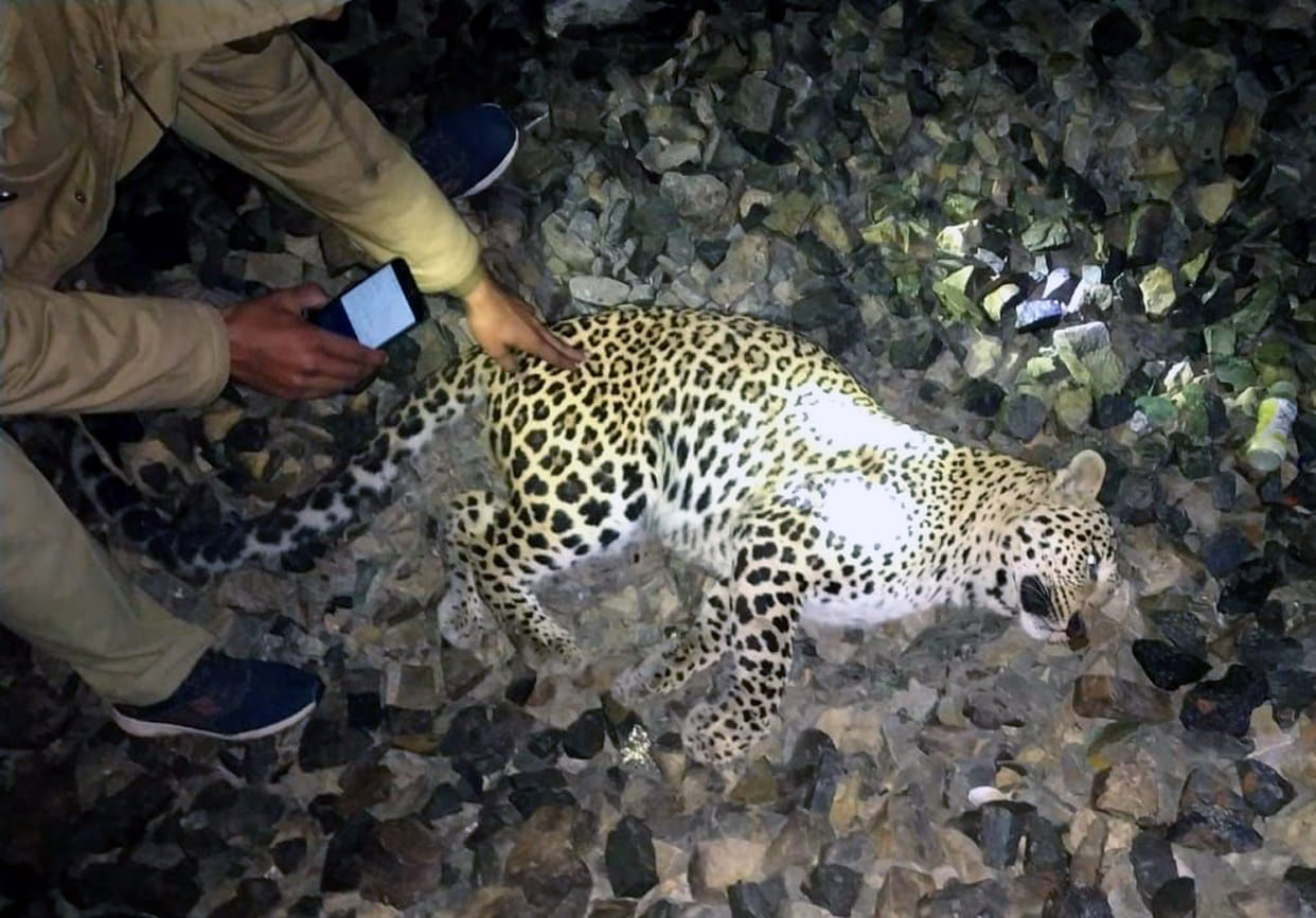 Leopard collides with train near Mazhgawan ticks in Chitrakoot, painful death
