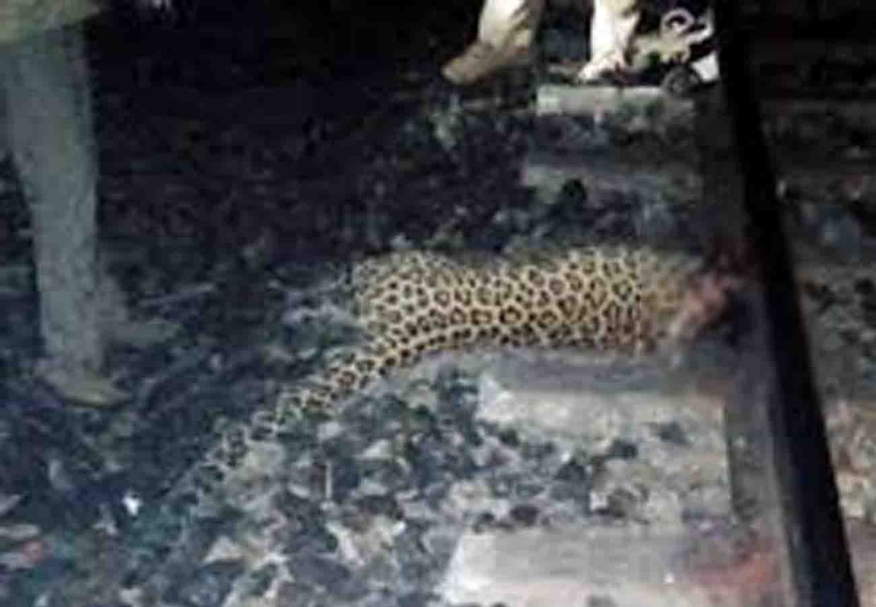 leopard killed collison by train on satna manikpur railway track in chitrakoot