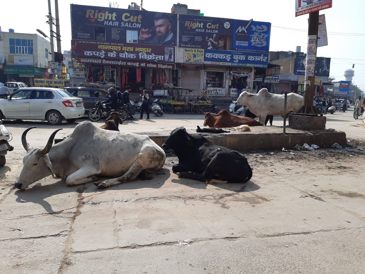 Tender for the capture of unclaimed animals stuck for the third time, fatehabad