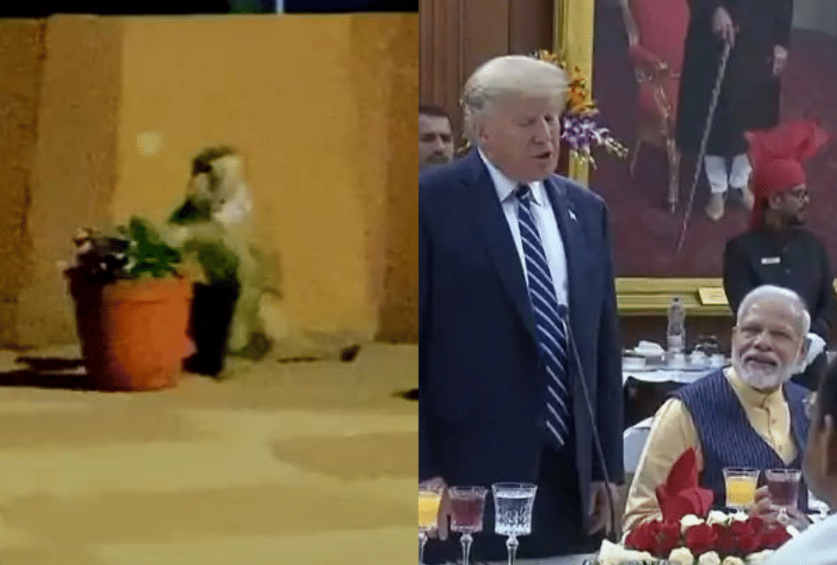 AR Rahman share a video of monkey who came dinner for Donald Trump at Rashtrapati Bhavan