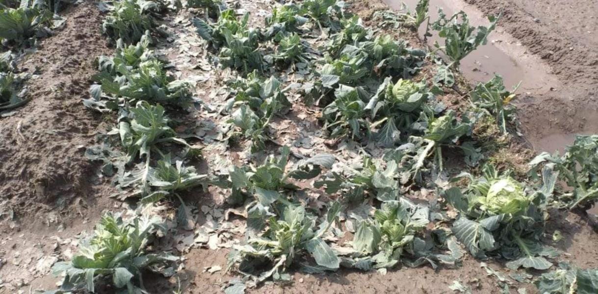 Haridwar: nineteen percent crop of wheat and mustard destroyed due to heavy rains and hailstorm