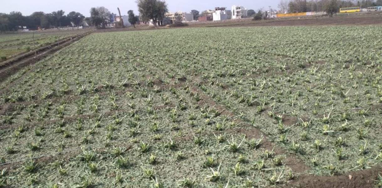 Haridwar: nineteen percent crop of wheat and mustard destroyed due to heavy rains and hailstorm