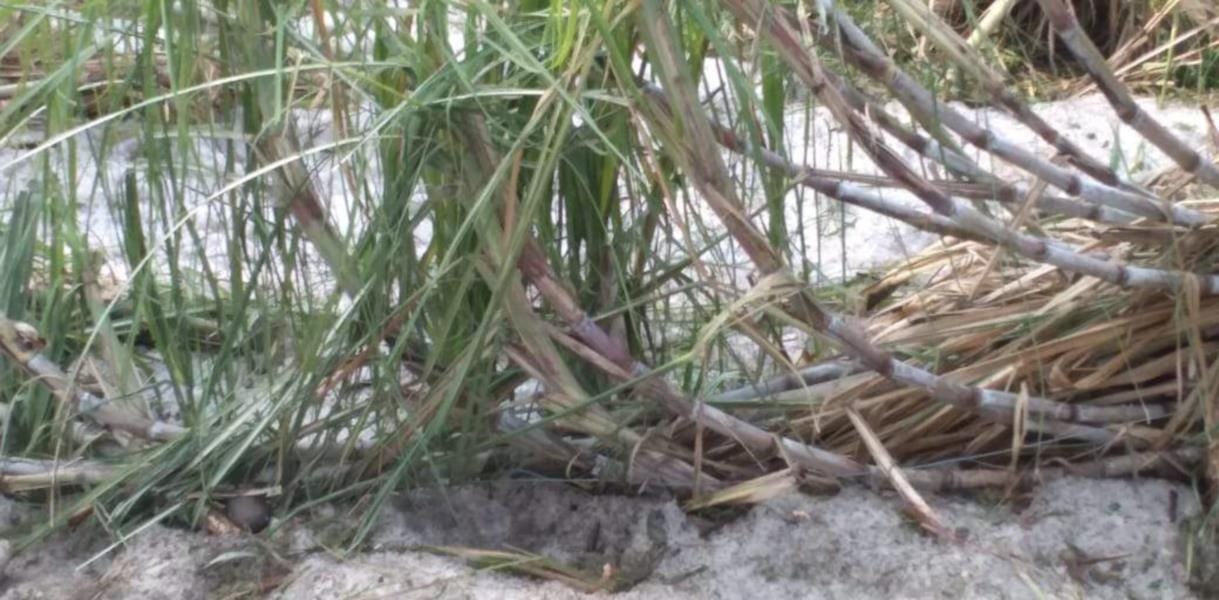 Haridwar: nineteen percent crop of wheat and mustard destroyed due to heavy rains and hailstorm