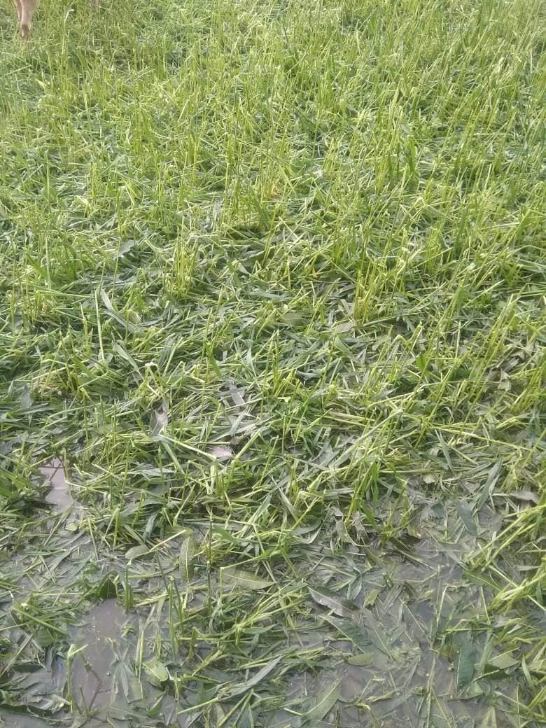 Haridwar: nineteen percent crop of wheat and mustard destroyed due to heavy rains and hailstorm