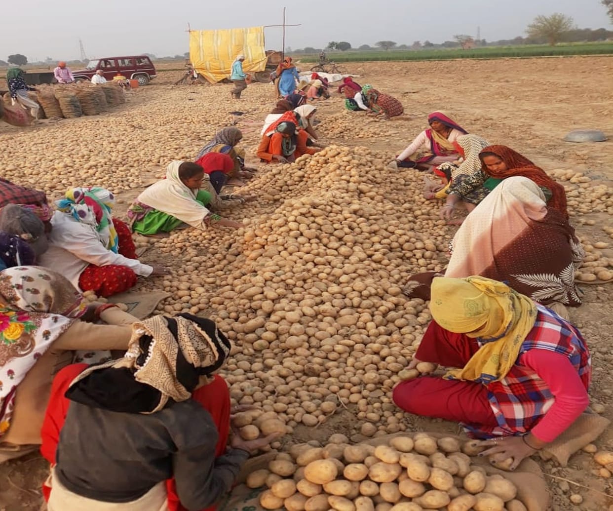aloo, agricutural, farmer, firozabad, tundla
