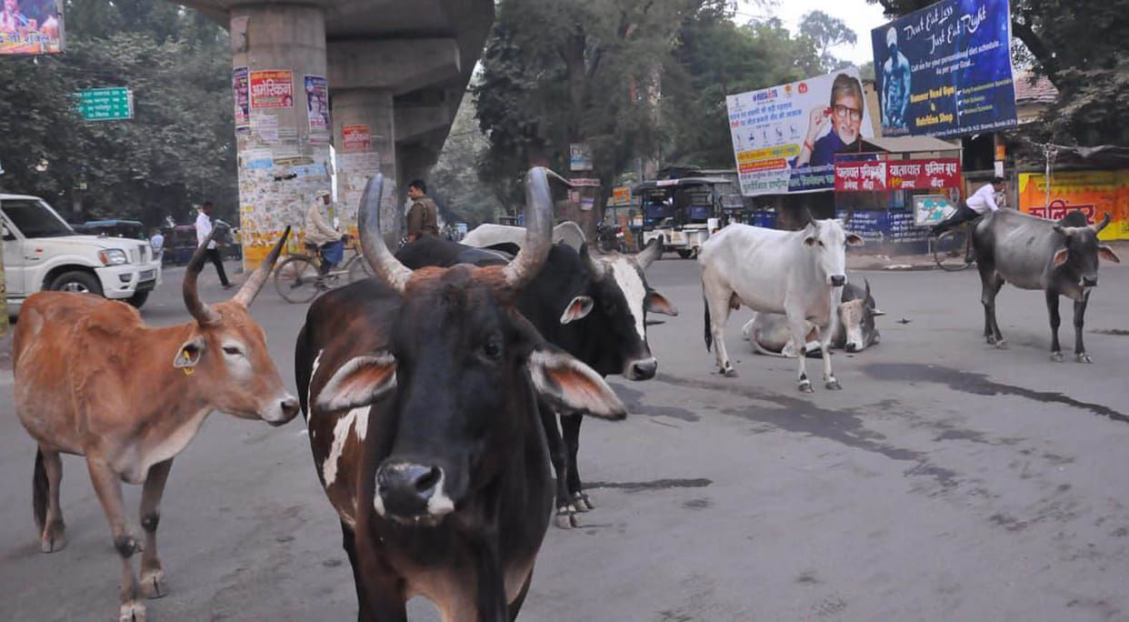Anna cattle defying water power minister's claim