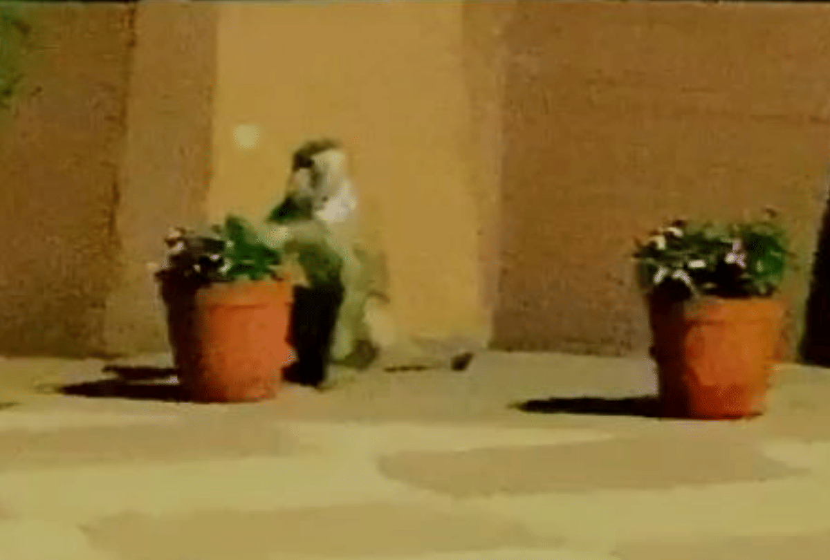 AR Rahman share a video of monkey who came dinner for Donald Trump at Rashtrapati Bhavan