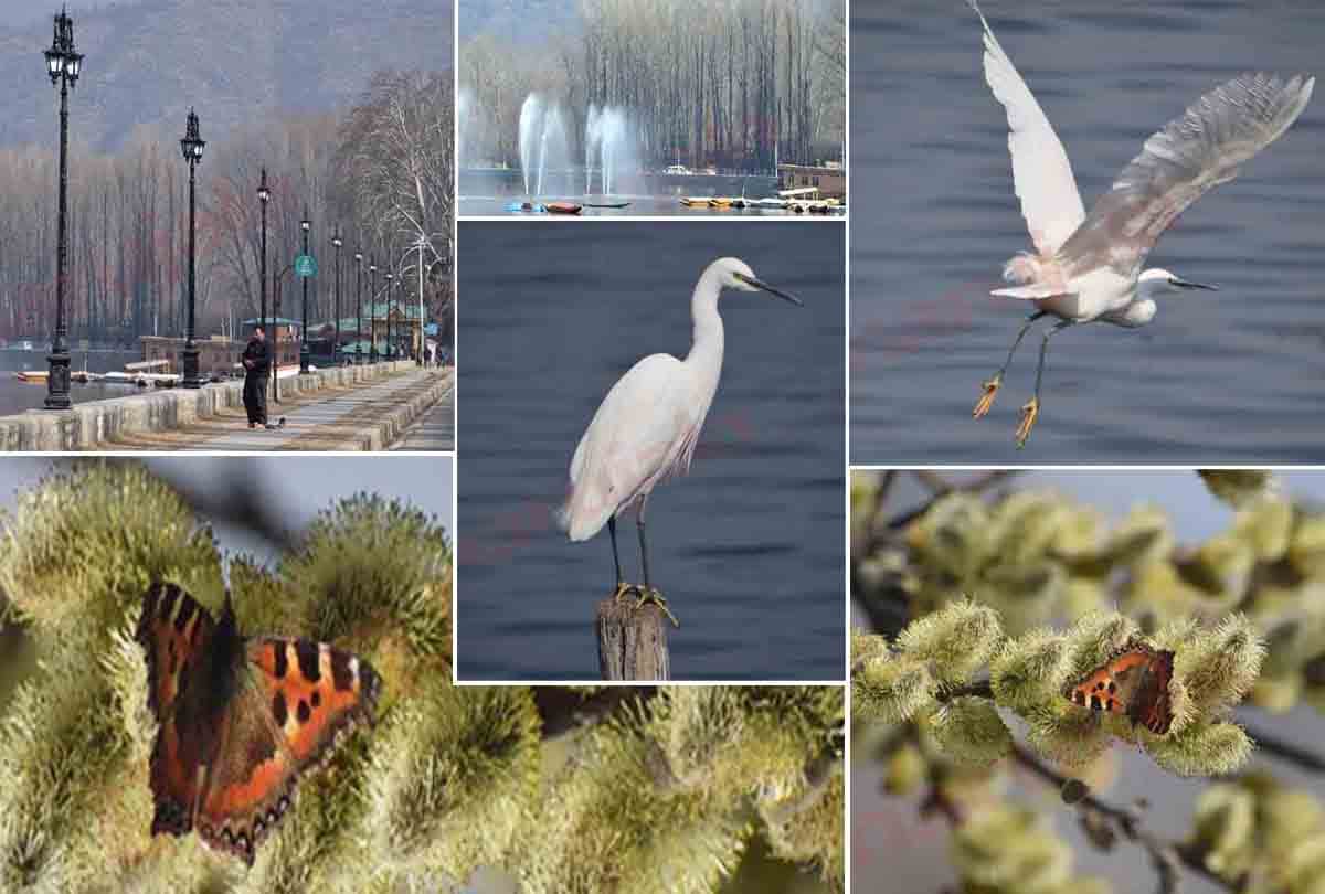 After the snowfall spring season is going to knock in Kashmir Valley