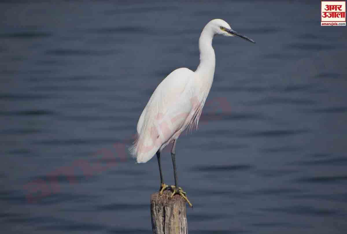After the snowfall spring season is going to knock in Kashmir Valley