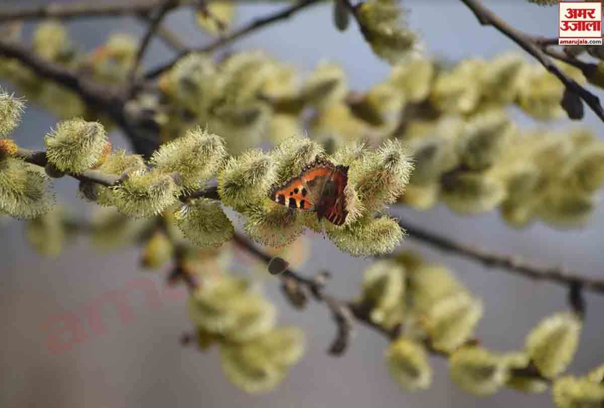 After the snowfall spring season is going to knock in Kashmir Valley