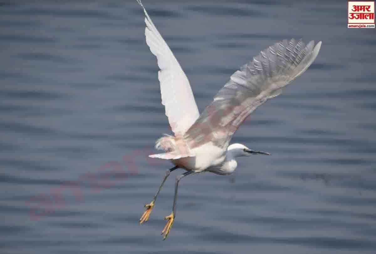 After the snowfall spring season is going to knock in Kashmir Valley