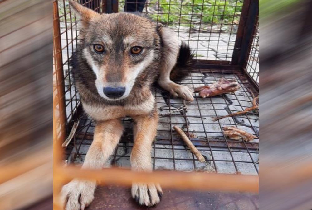 Jackals Run on jolly grant airport runway but wolf caught in cage, See photos