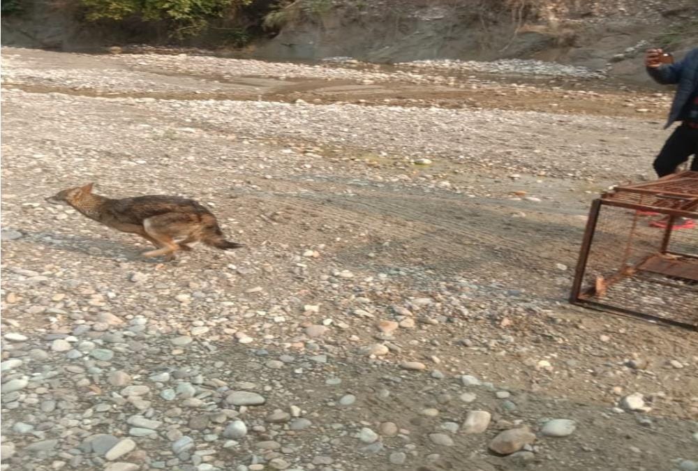 Jackals Run on jolly grant airport runway but wolf caught in cage, See photos
