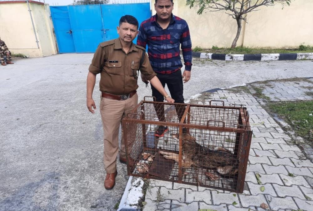 Jackals Run on jolly grant airport runway but wolf caught in cage, See photos
