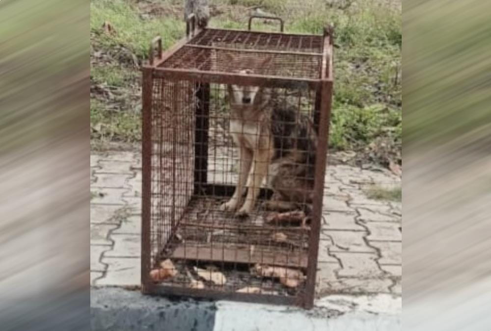 Jackals Run on jolly grant airport runway but wolf caught in cage, See photos