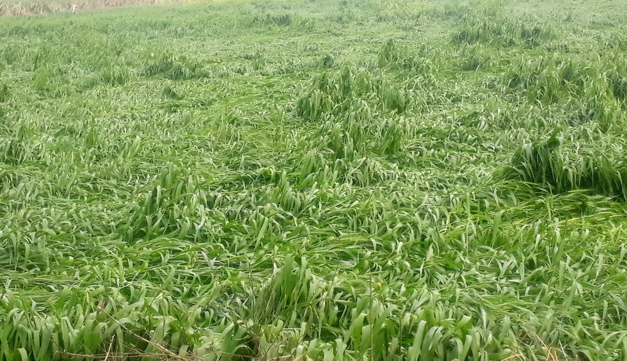 Hail damage to crops