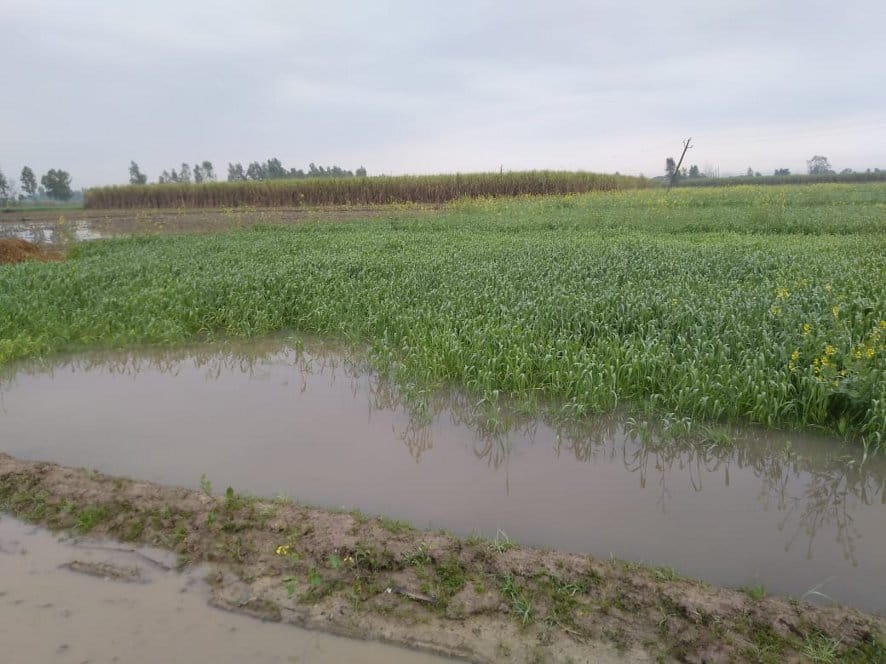 Wheat, mustard damage due to rain, hail