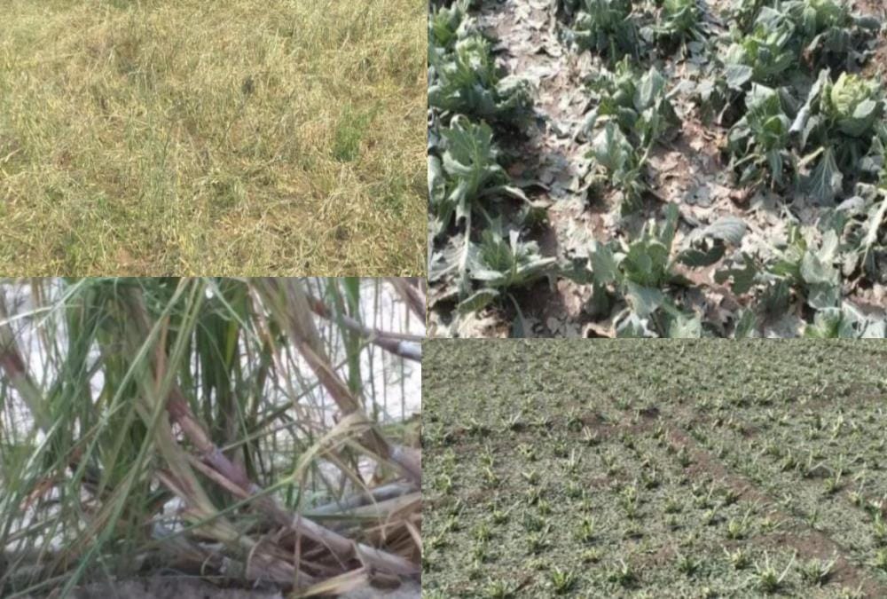 Uttarakhand Weather: 11 crore Rupees Crops Ruined due to hailstorm In this winter season