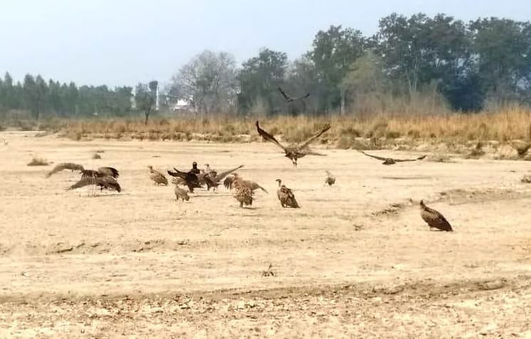 Group of vultures seen in Kalagarh