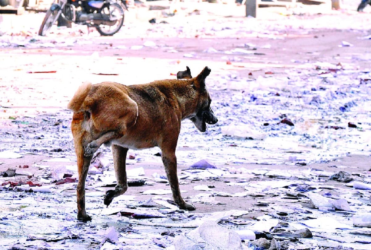 During the violence, the rioters broke leg of Sheru dog 