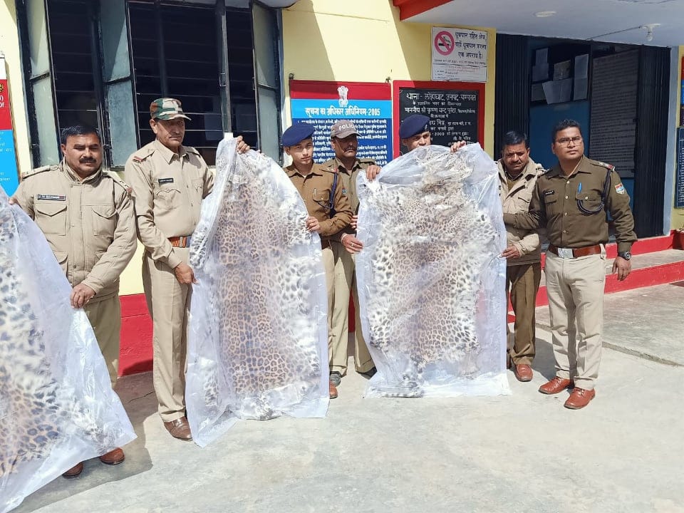 One person arrested with three leopard skins
