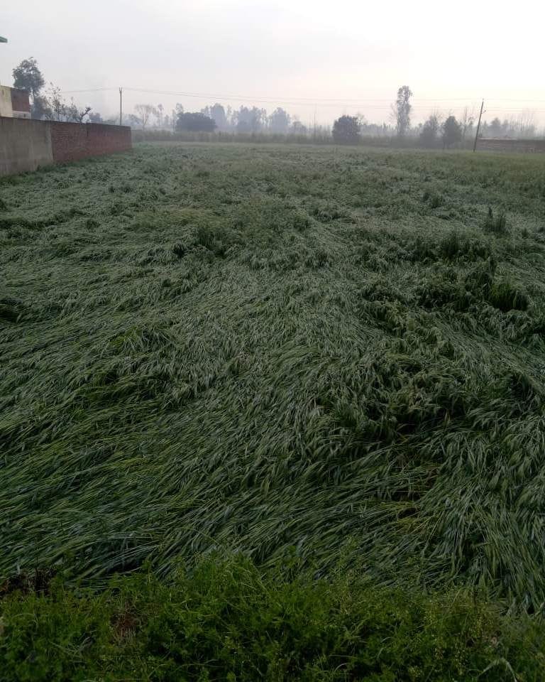 90 percent devastated wheat and mustard crop