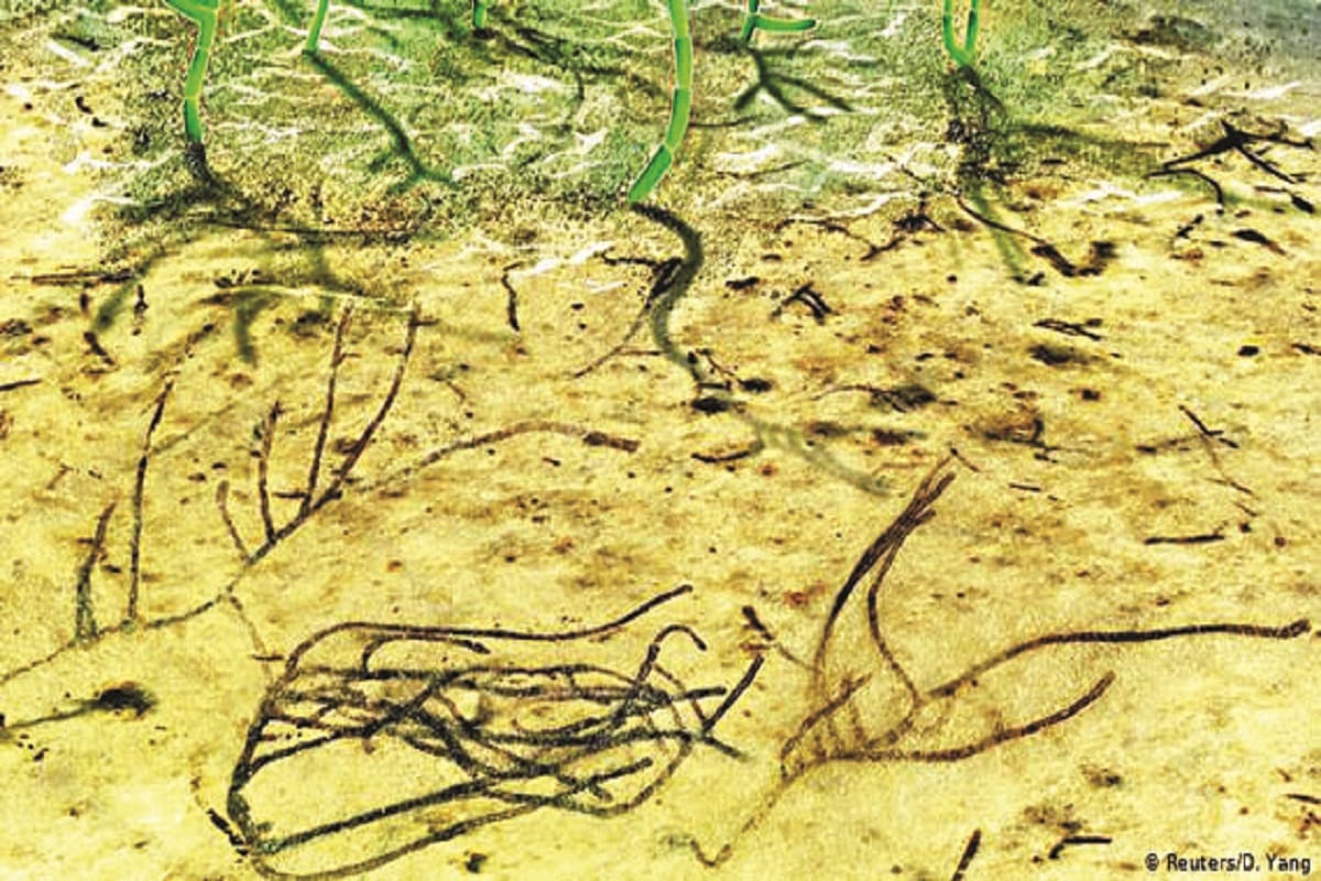 One billion years old algae found in China