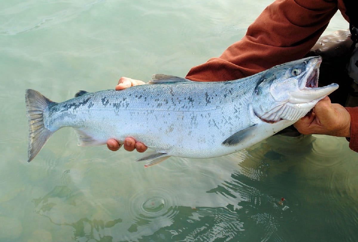 mumbai fishermen earn Rs 1.33 crore by selling fish