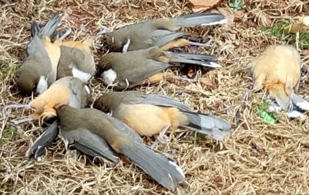 White throated laughingthrush birds die in Chaukodi