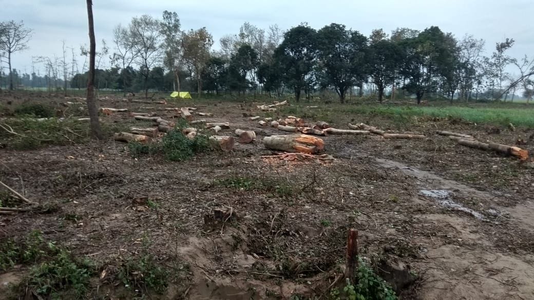 40 Bigha Bagh is being cut without a permit