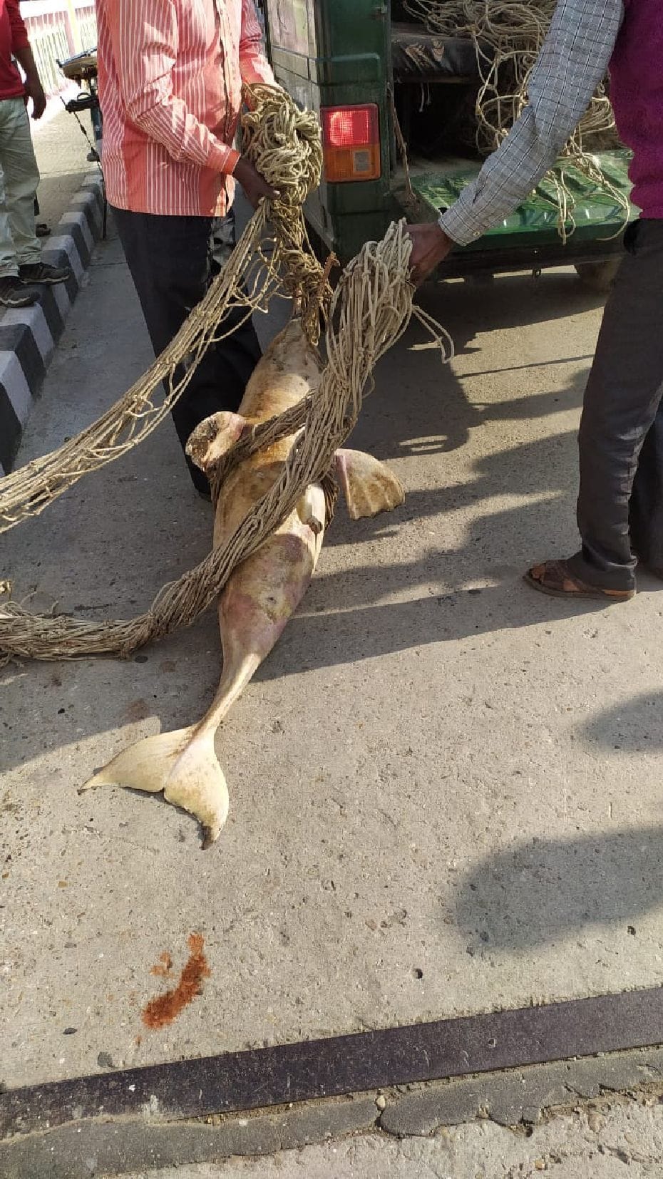 Dolphin found dead in Girijapuri barrage