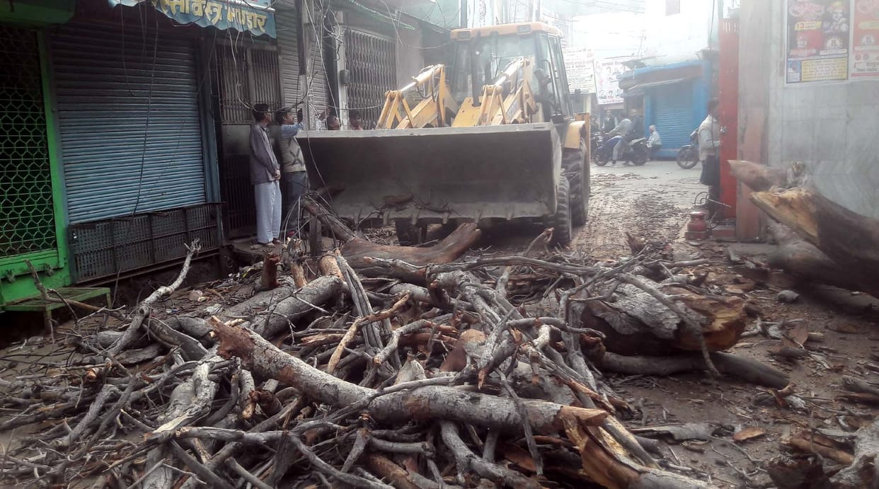 pipal ka tree gira