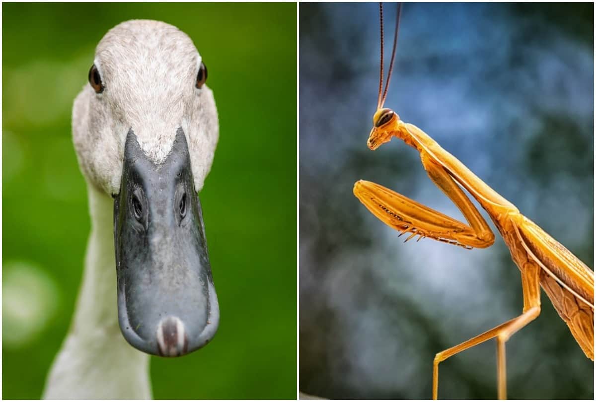 Why China is sending ducks to tackle locust attacks in Pakistan