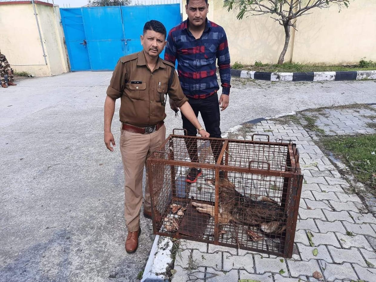 Wolf caught from the runway of Jollygrant Airport