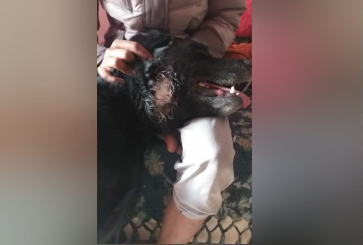 Delhi violence: miscreants stone pelting on dog for three hours