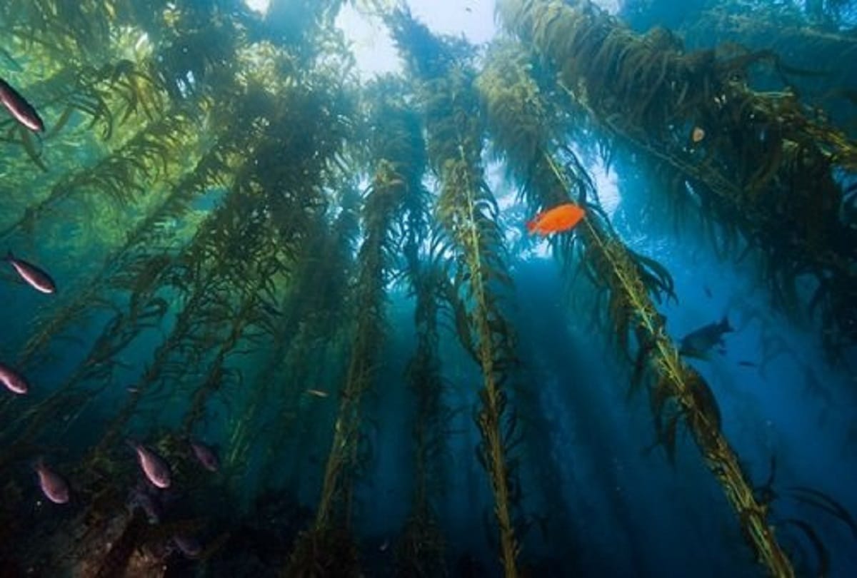 The Sunken Forest of Lake Kaindy in Kazakhstan is a Ghostly Underwater Forest