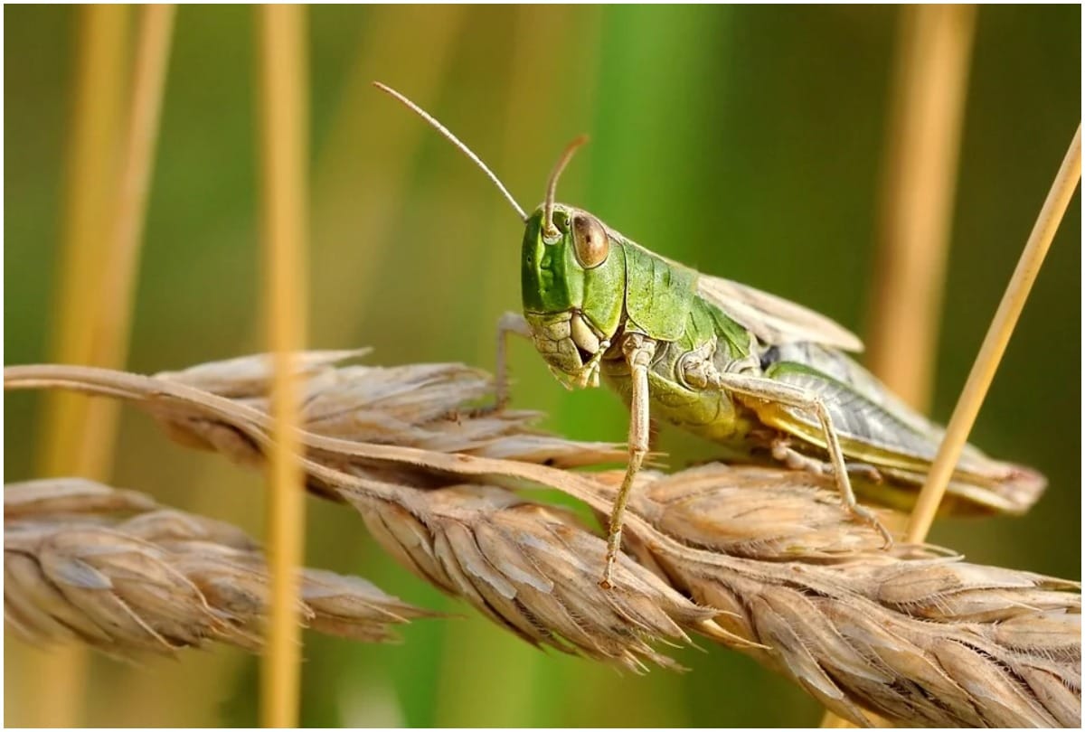 Locust swarm in india: What is Locust team, where did it come from and how much damage can it cause, know everything