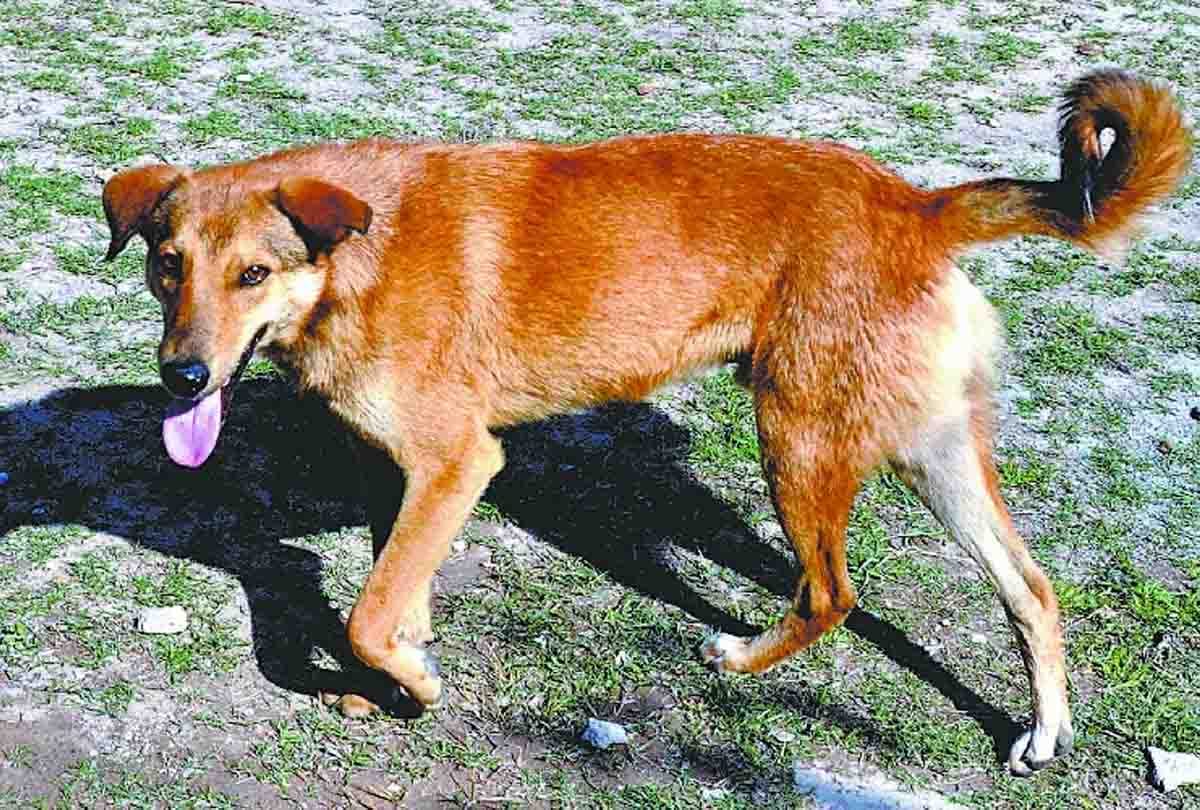 Son was killed due to dog bite
