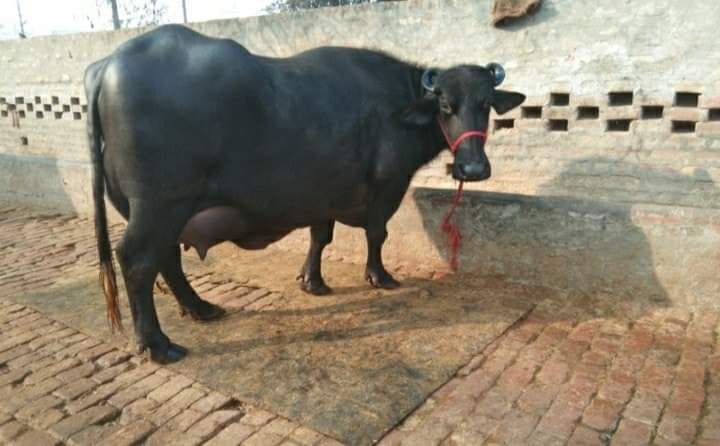 Sunita's buffalo won a prize of 30 thousand by giving 27.120 liters of milk