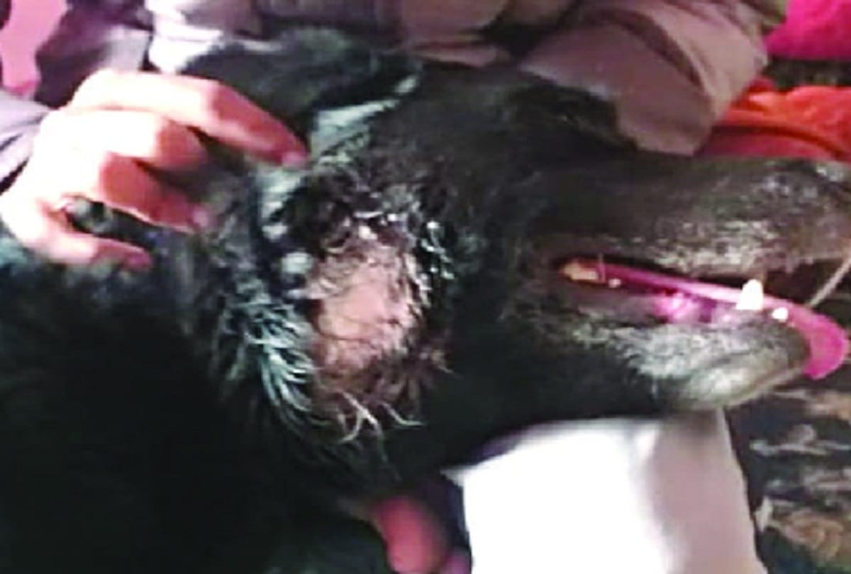 The miscreant kept throwing stones at the dog for three hours