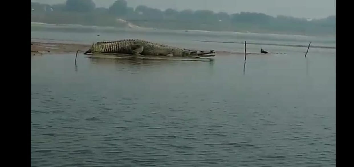 People are blown away after seeing a 15 feet long crocodile in the Ganga